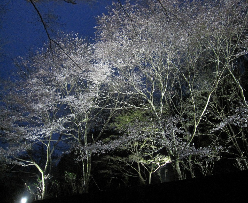 ライトアップ桜1(編集)
