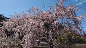 22平野桜2