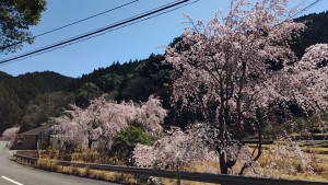 22平野桜8