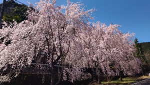 22平野桜4