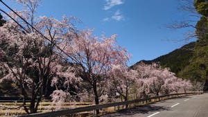 22平野桜1