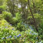 あいあいらんどの紫陽花がぽつりぽつりと･･･