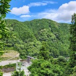 那賀町相生地区の誇り･･･『相生晩茶』もうすぐ出来上がります！